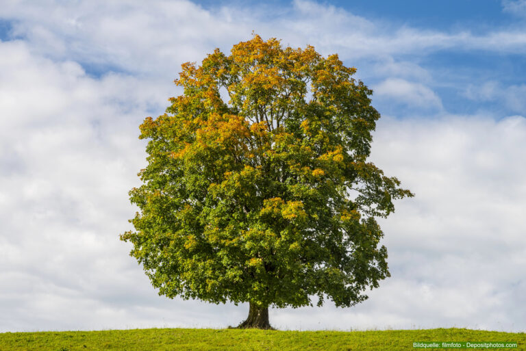 Der Ahorn ist ein beliebter Laubbaum mit toller Herbstfärbung.
