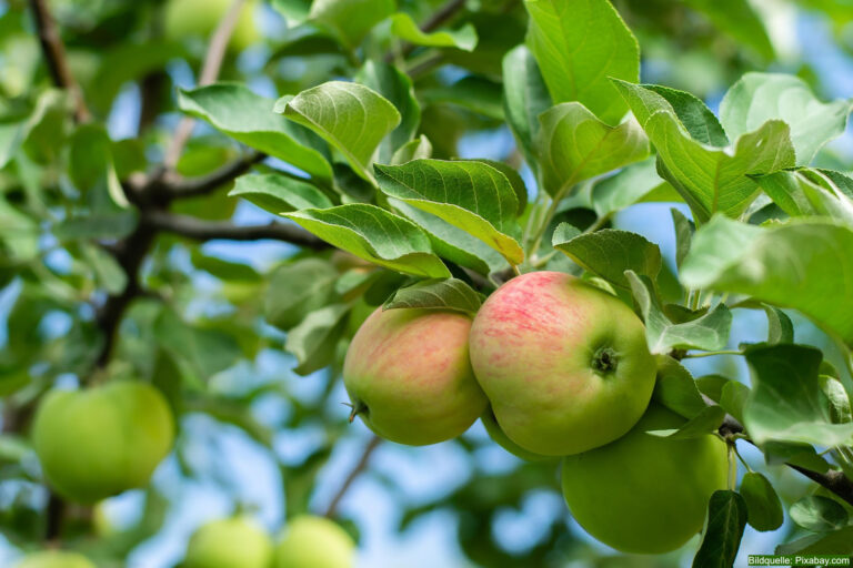 Apfelbaum-Steckbrief-Apfel-Frucht