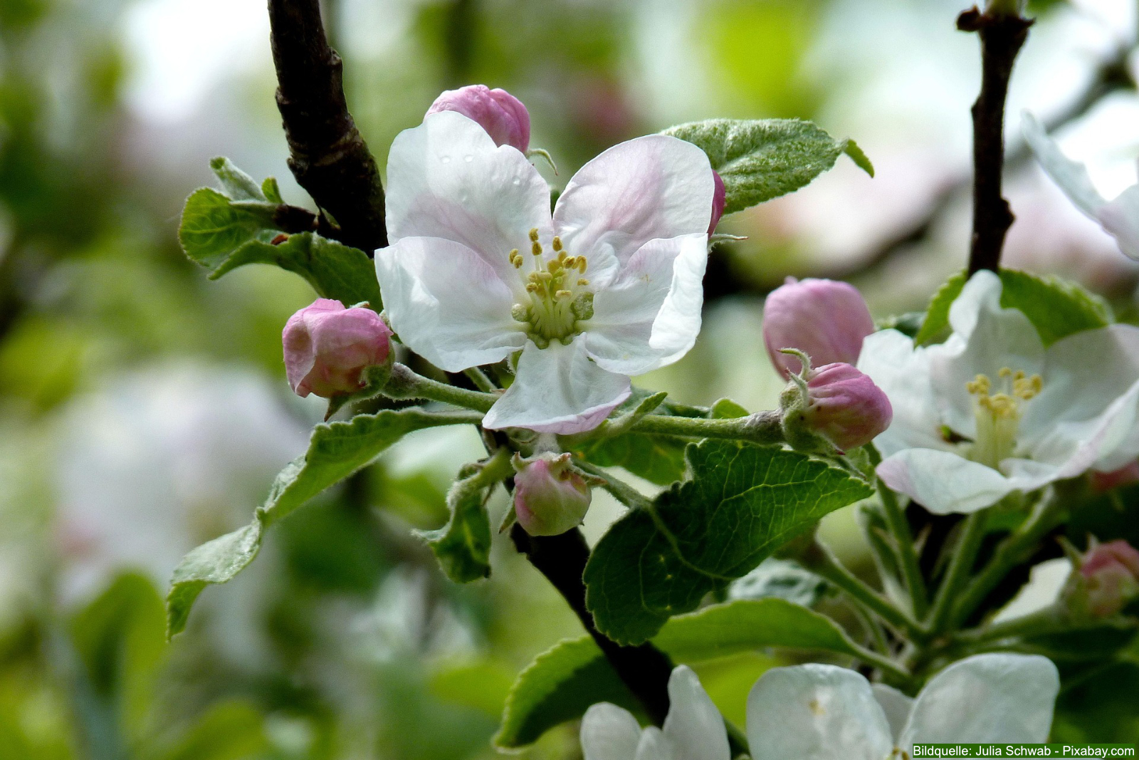 Die Blüte des Apfelbaums im Frühjahr markiert für viele Gärtner den eigentlichen Höhepunkt des Frühlings und findet meist zwischen April und Mai statt.