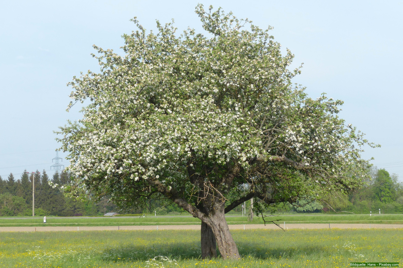 Apfelbaum schneiden und pflegen 1
