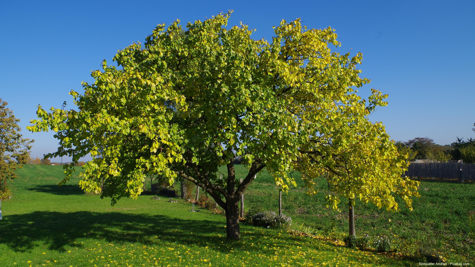 Der Aprikosenbaum zählt zu den beliebtesten Obstgehölzen für sonnige Gärten. 