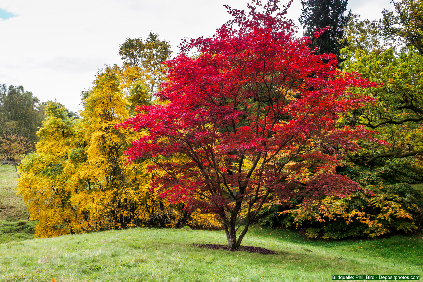 Der Rote Fächer-Ahorn (Acer palmatum) zählt zu den eindrucksvollsten Ziergehölzen für Gärten und Parkanlagen.