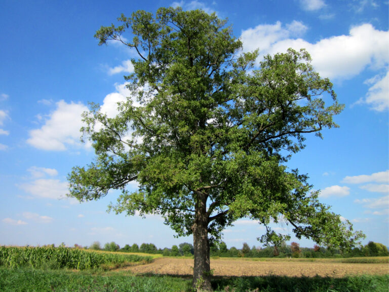 Steckbrief Erle – Ein vielseitiger Baum für feuchte Standorte und wertvolle Ökosysteme
