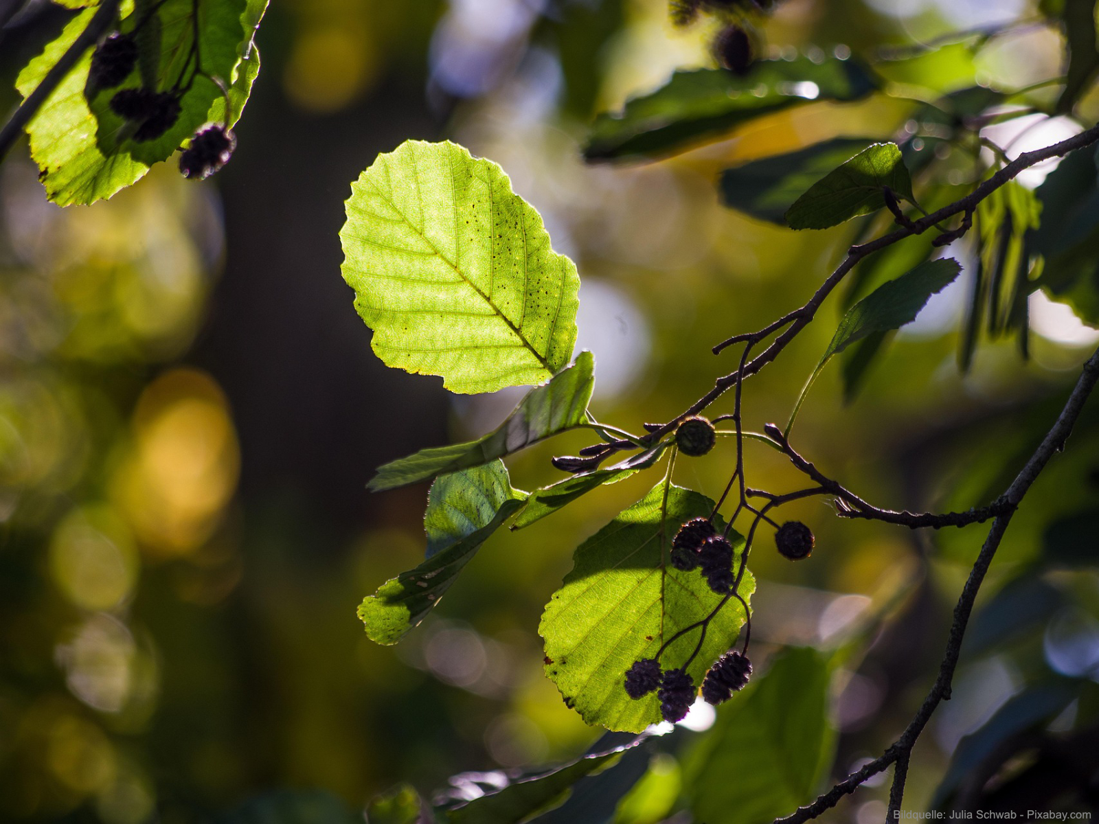 Steckbrief Erle Baum, Blätter und Blüten der Erle