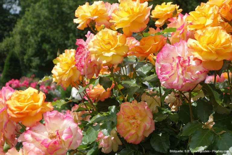 Die Bodenbeschaffenheit für Rosen verbessern