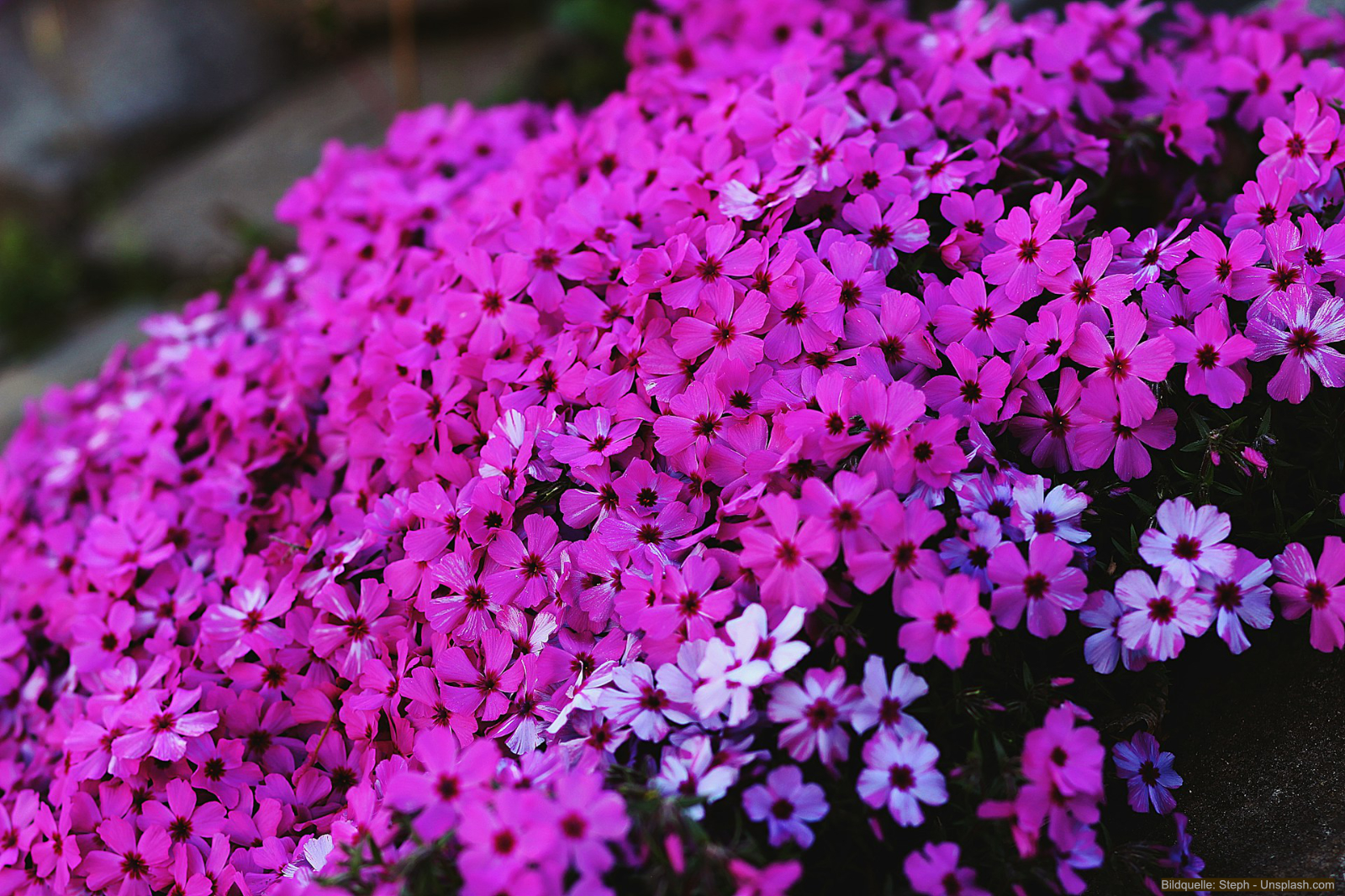 Der Polsterphlox ist ein beliebter Bodendecker für den Garten.