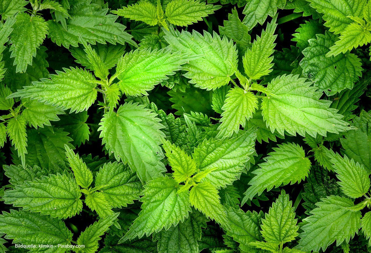 Die Brennnessel ist Heilpflanze, Hausmittel und Lebensraum in einem.