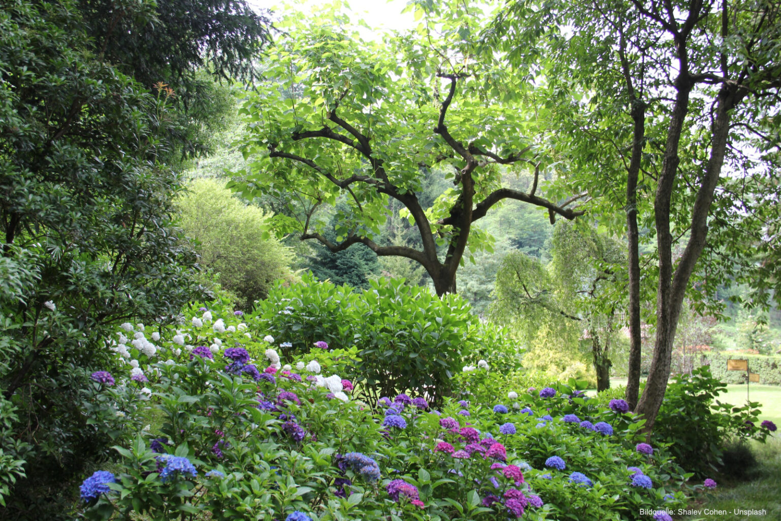 schönste bäume für den garten