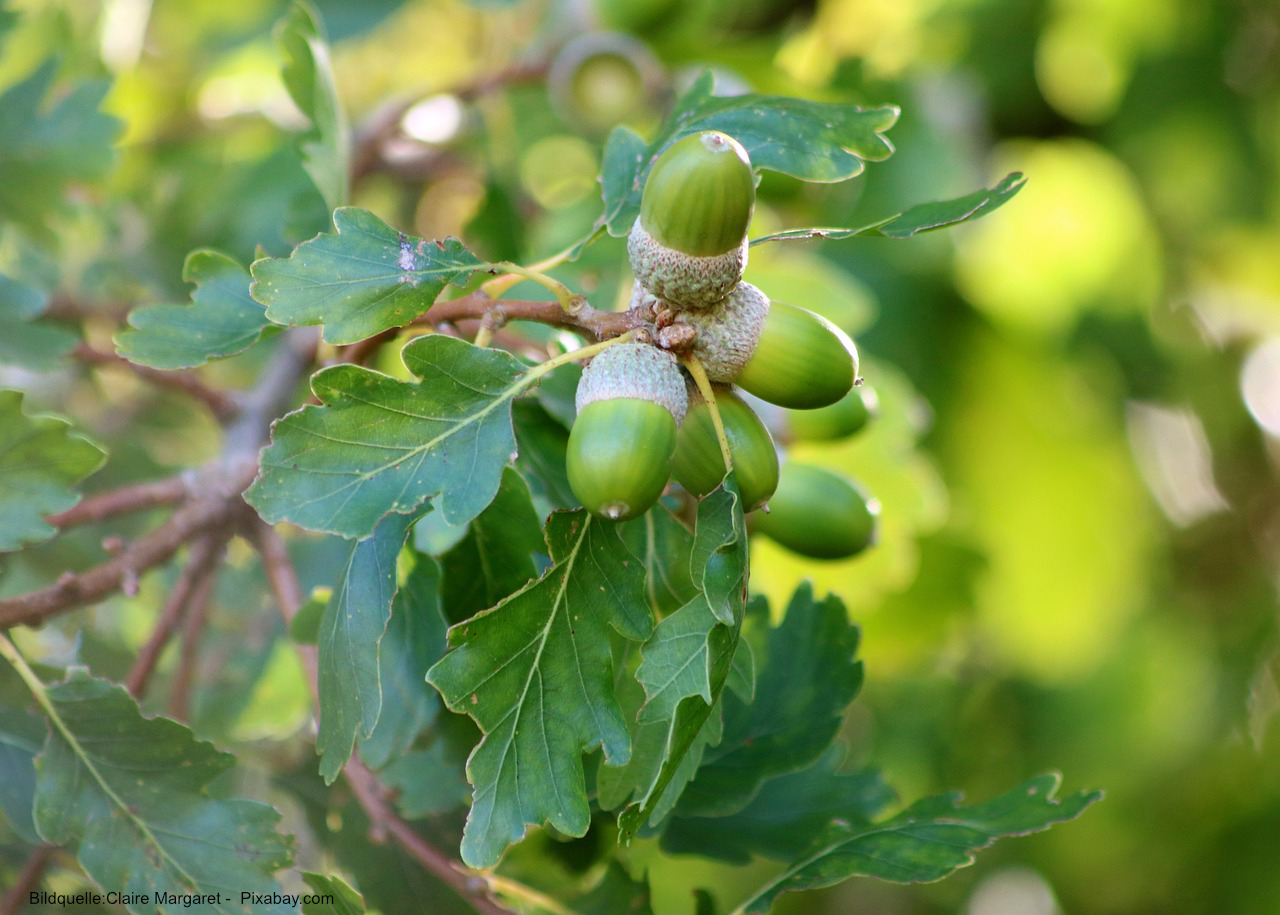 Eiche-Baum-Eicheln-Blaetter