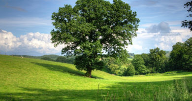 Eiche-Baum-Quercus