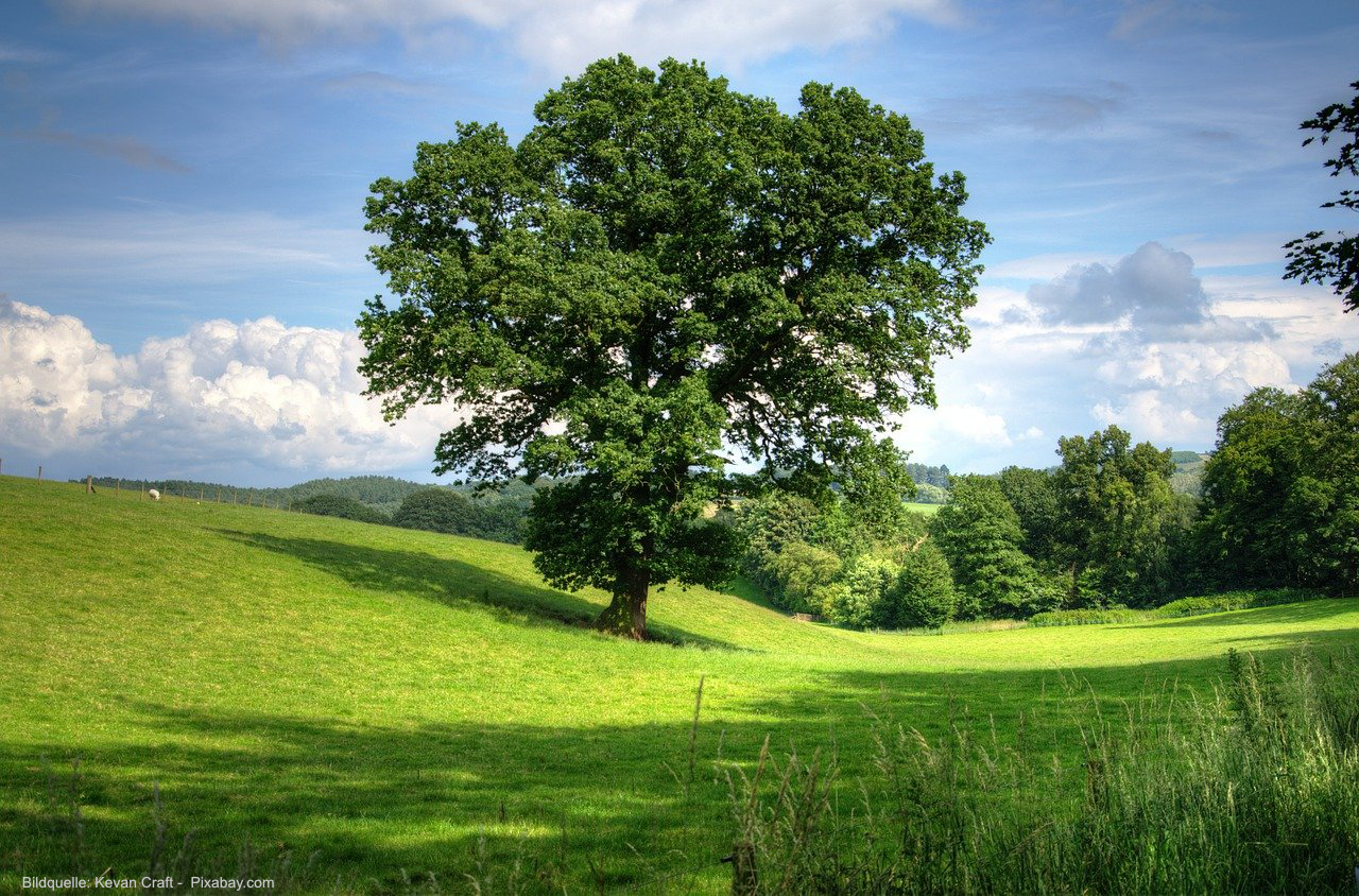 Eiche-Baum-Quercus