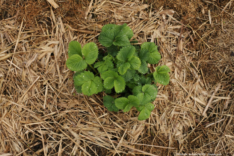Erdbeeren Tipps zum pflanzen und ernten GartenTipps & Ratgeber