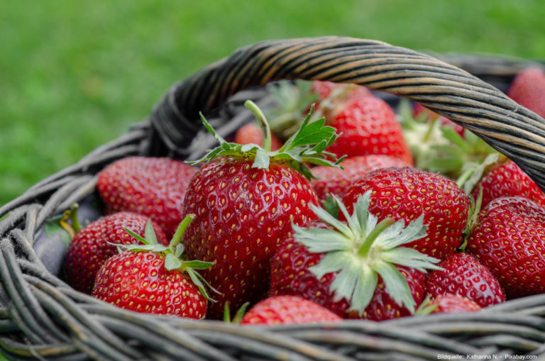 Erdbeeren Tipps zum pflanzen und ernten