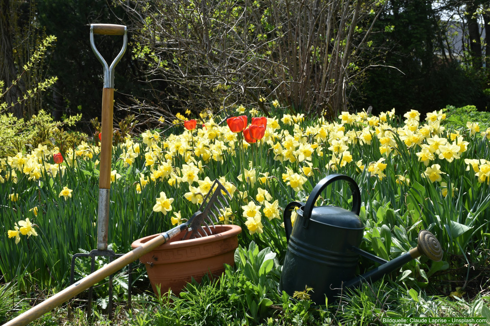 Ein gründlicher Frühlings-Check im Garten sorgt dafür, dass Pflanzen, Rasen und Beete gesund in die neue Saison starten.