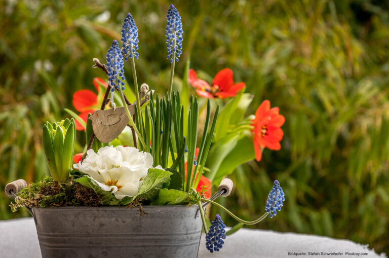 Frühlingsblumen in Töpfen und Kübeln anpflanzen