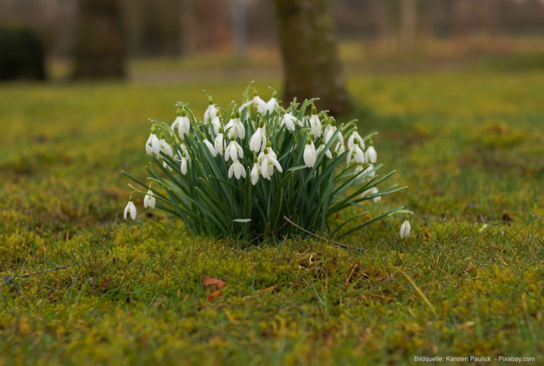 Die besten Gartentipps für den März