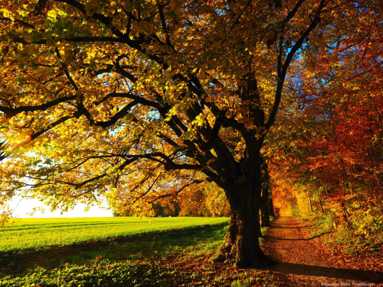 Gartentipps im Oktober: So bereiten Sie Ihren Garten auf den Herbst vor