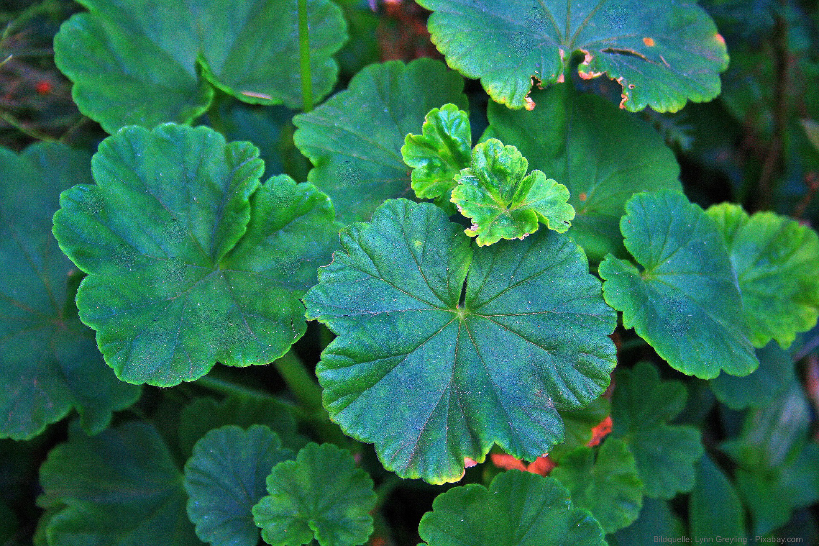 Geranienblätter erkennen: Die typische Blattzeichnung und die feine Behaarung sind wichtige Merkmale bei der Bestimmung von Pelargonien-Sorten.