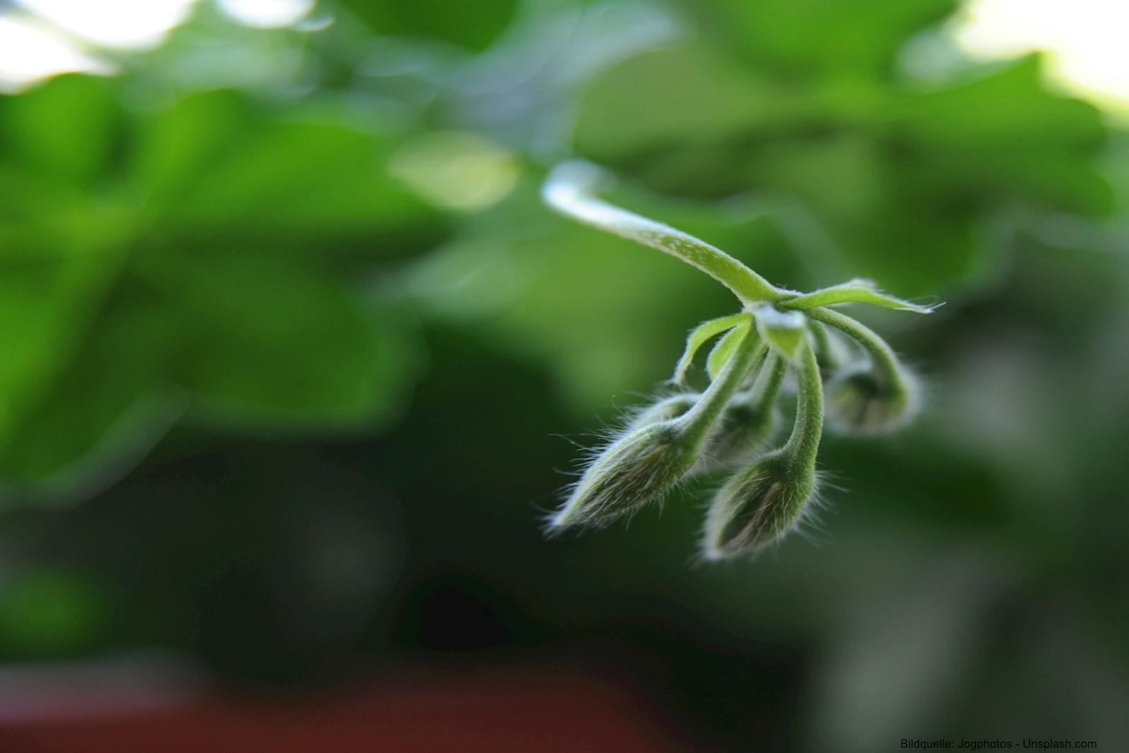Ein hoher Knospenansatz deutet auf eine optimale Nährstoffversorgung durch speziellen Geraniendünger hin.