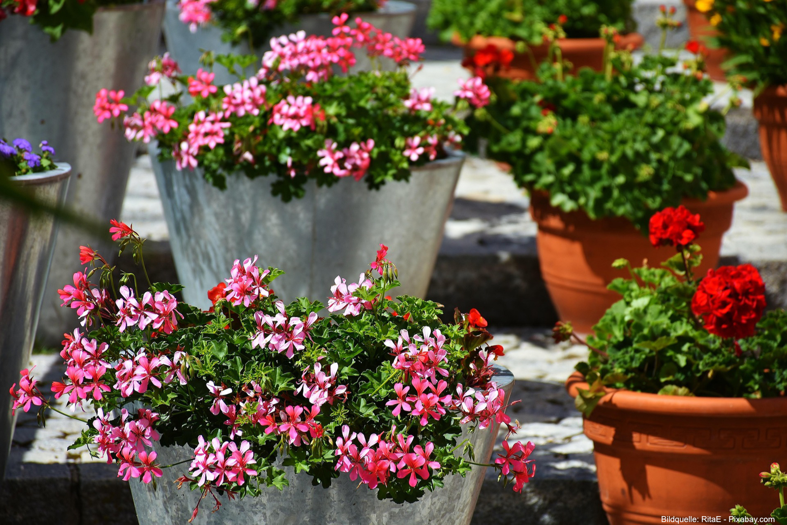 Geranien überwintern – so kommen Pelargonien sicher durch den Winter