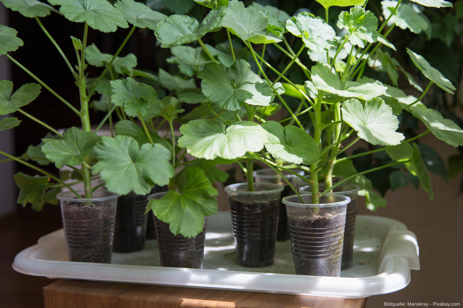 Geranien überwintern vorbereiten: Rückschnitt und Kontrolle