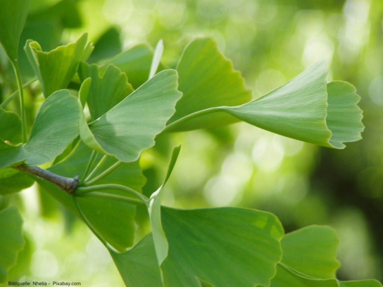 Der Ginko: Chinas heiliger Baum