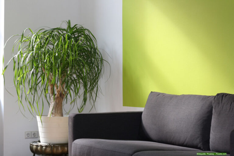 Große Zimmerpflanzen: Die besten Pflanzen für Wohnzimmer und große Räume
