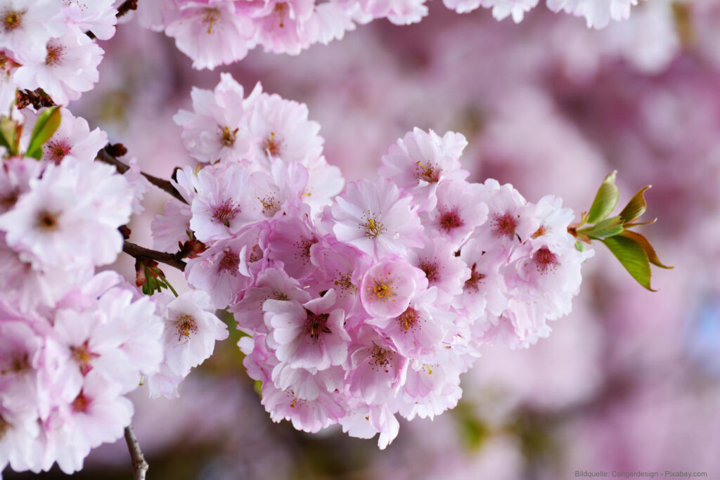 Mit ihrer reichen Blüte setzten Kirschbäume auffällige Akzente im Frühjahr.