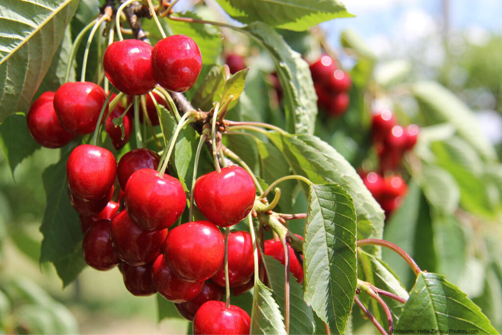 Im Sommer begeistert der Kirschbaum mit aromatischen Früchten.