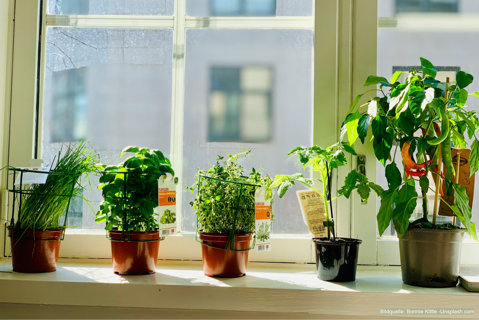 Küchengarten anlegen: Kräutergarten auf kleinstem Raum