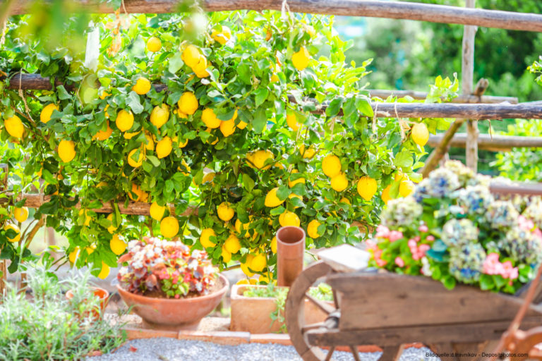 Mediterranes Flair für Garten und Balkon