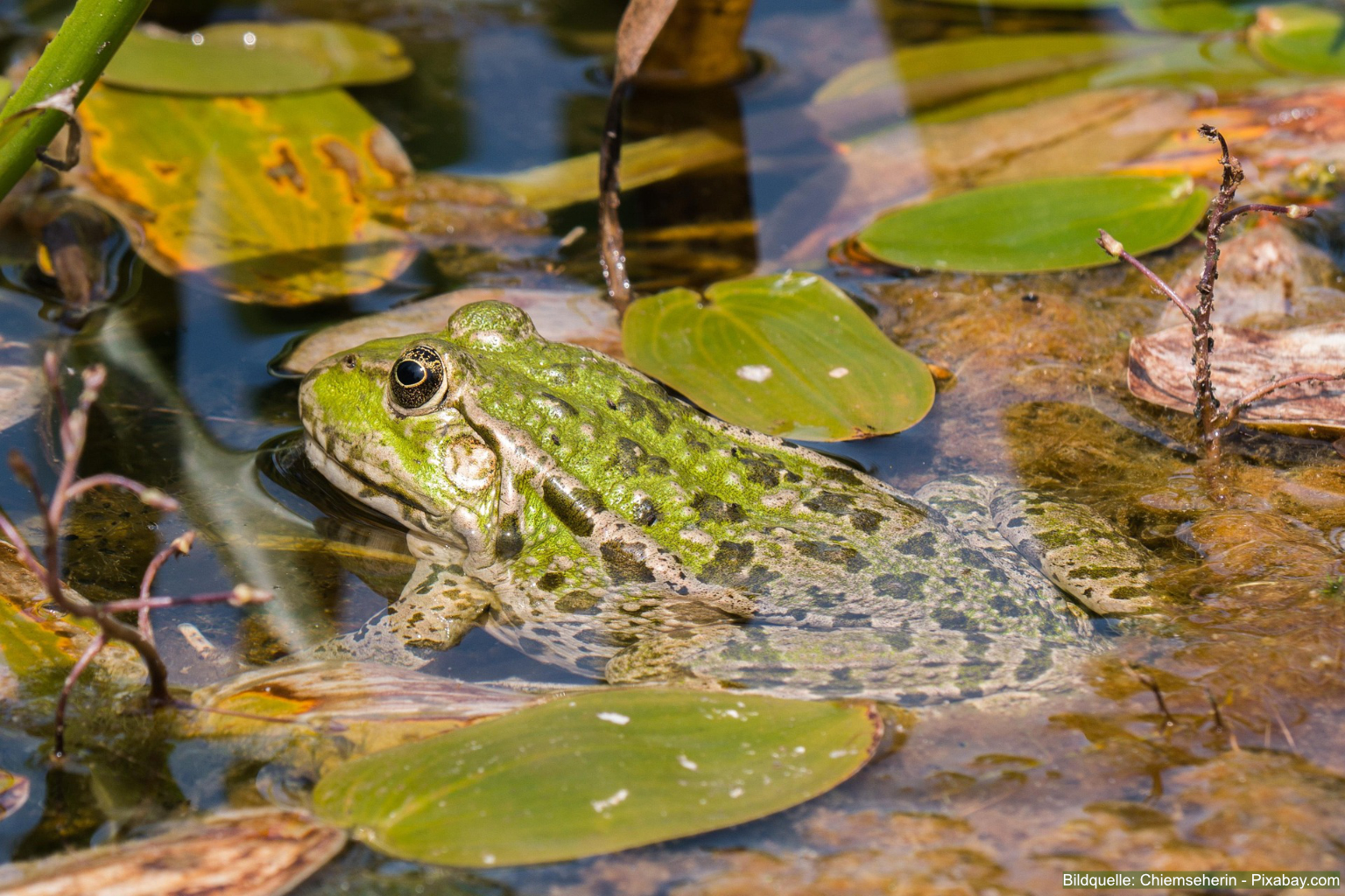 Frösche, Molche und Kröten nutzen einen naturnahen Teich gerne als Laichplatz.