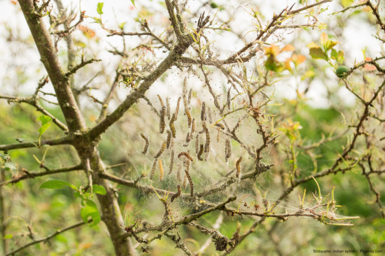 Raupenbefall im Garten: Was kann man dagegen tun?