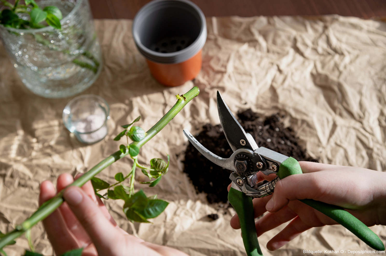 Rosen vermehren durch Stecklinge & Absenker