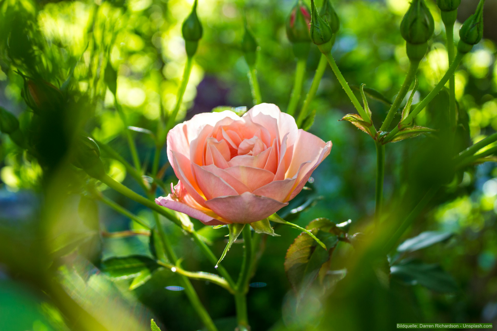 Rosen vermehren durch Stecklinge & Absenker