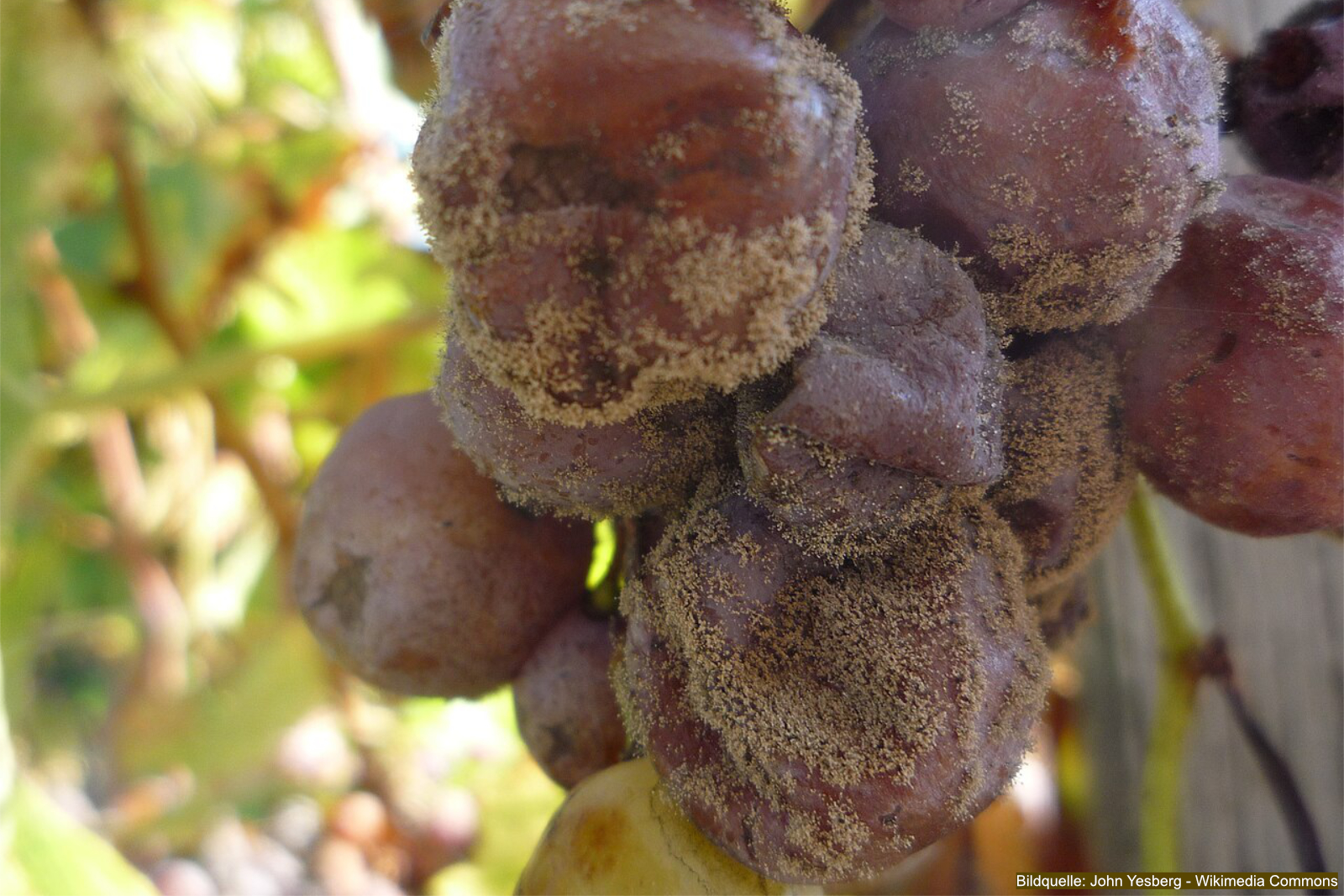 Rosenkrankheiten sicher erkennen und behandeln, Grauschimmel