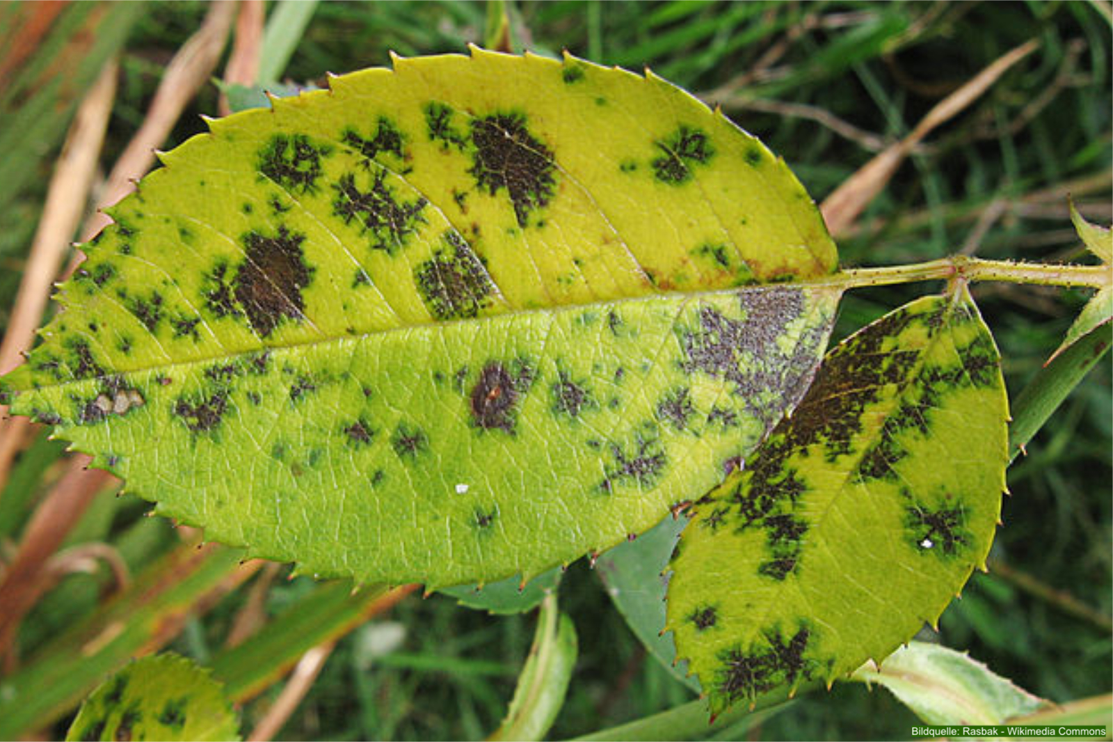 Rosenkrankheiten erkennen und vorbeugen, Sternrußtau, Schwarzfleckigkeit