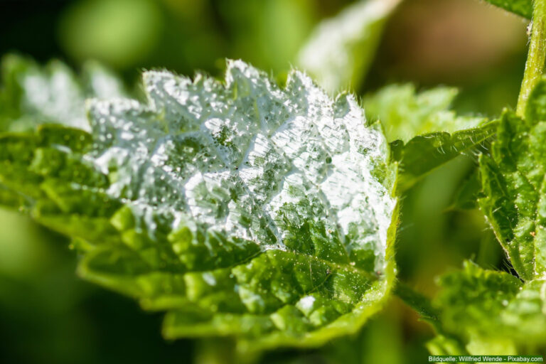 Rosenkrankheiten sicher erkennen und behandeln, echter Mehltau