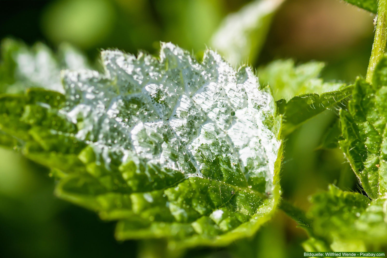 Rosenkrankheiten sicher erkennen und behandeln, echter Mehltau