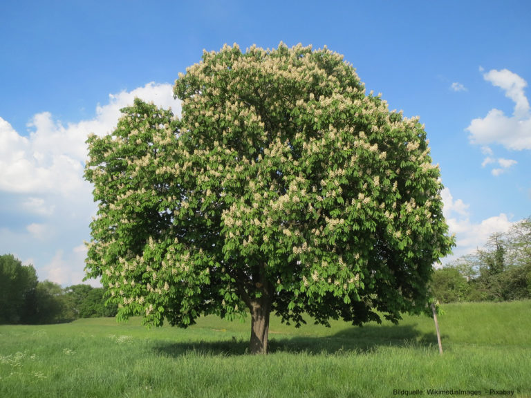 Die Rosskastanie: Eindrucksvoller und vielseitiger Baum