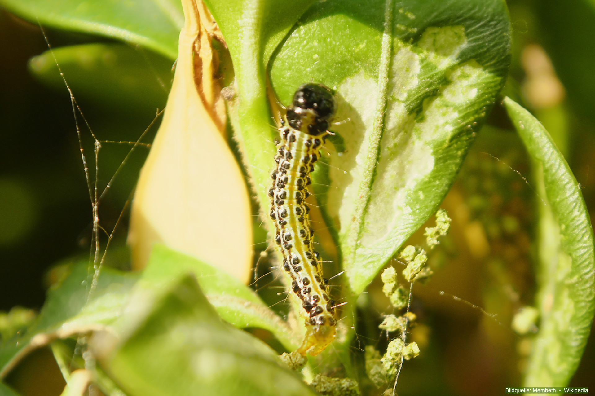 Die grünen Raupen mit schwarzem Muster des Buchsbaumzünslers werden bis zu fünf Zentimeter lang.