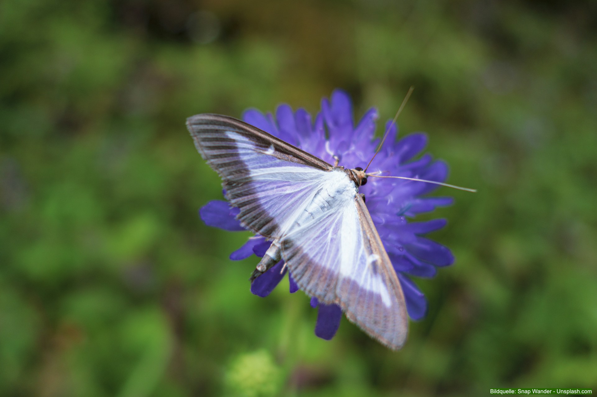 Den Falter des Buchsbaumzünslers erkennt man leicht an der auffälligen weißen Färbung mit grau-braunem Rand.