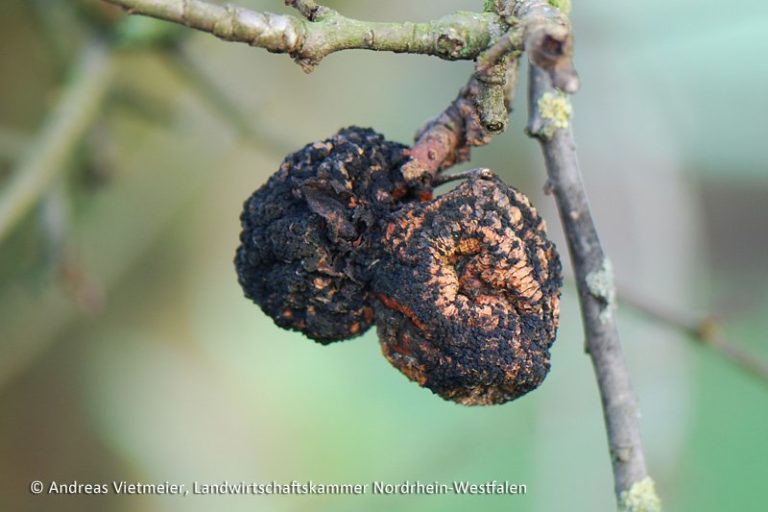 Fruchtmumien der Monilia-Fruchtfäule entfernen