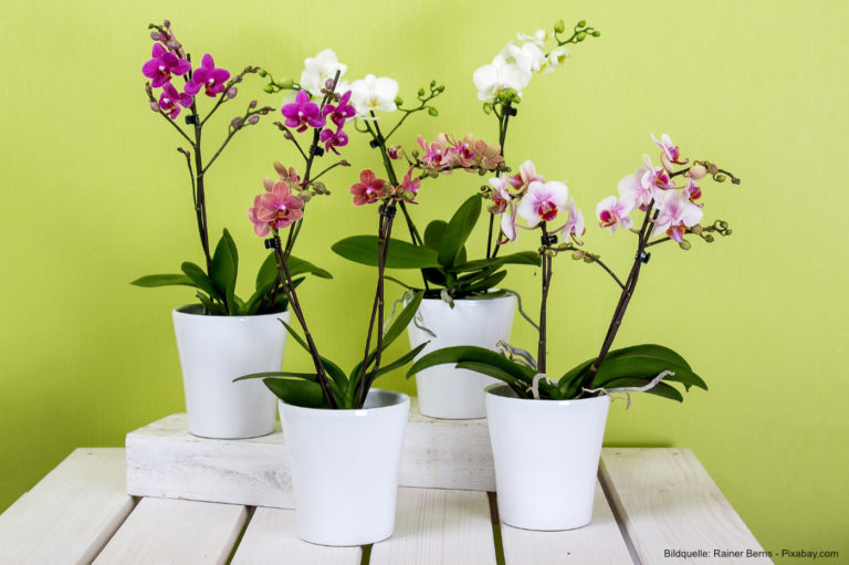 Tipps: Wie kann man Orchideen überwintern?