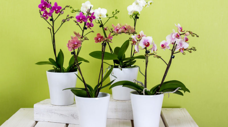 Wie kann ich Orchideen richtig überwintern?