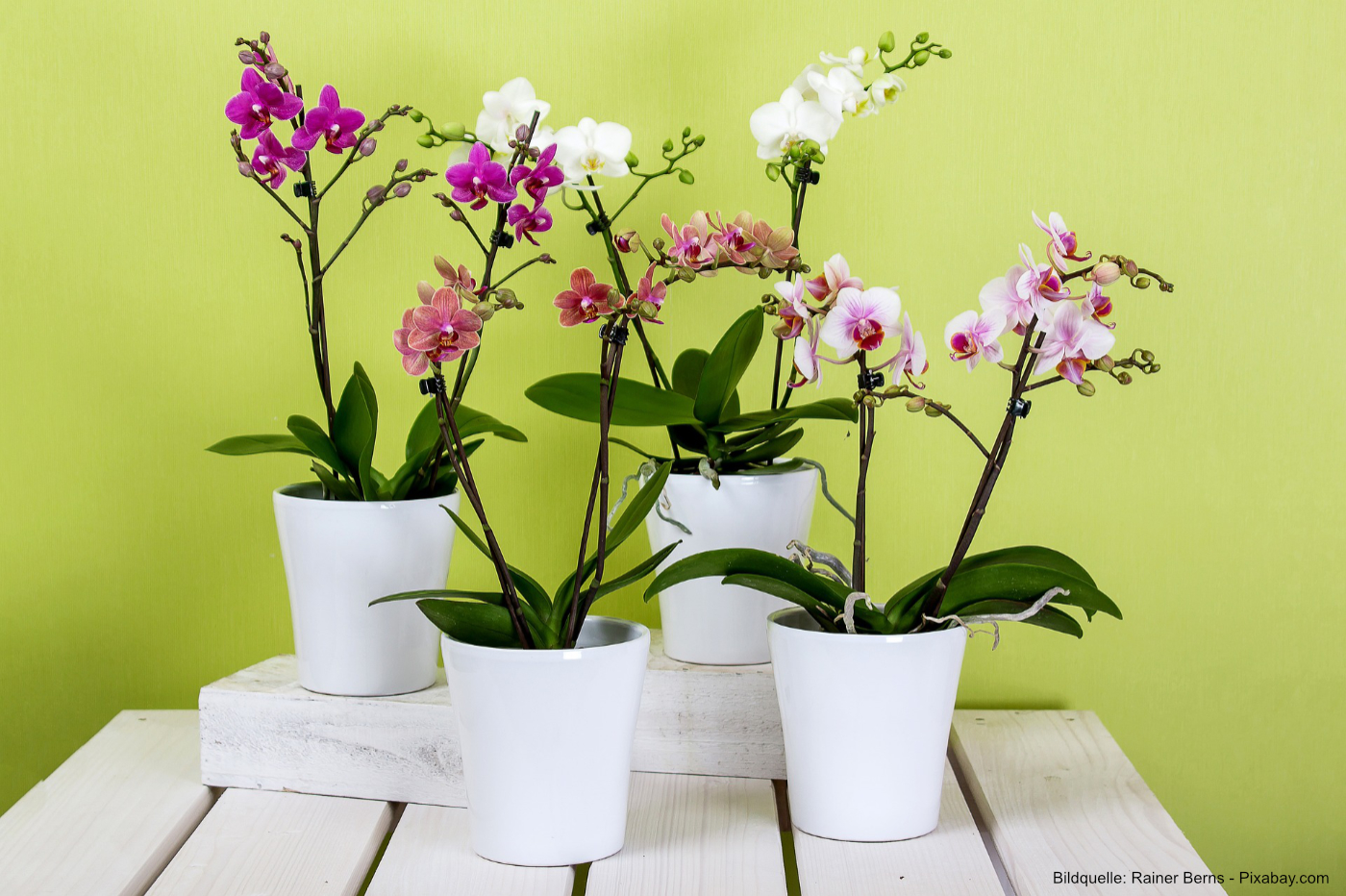 Wie kann ich Orchideen richtig überwintern?