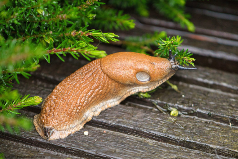 Was hilft gegen Nacktschnecken im Garten?