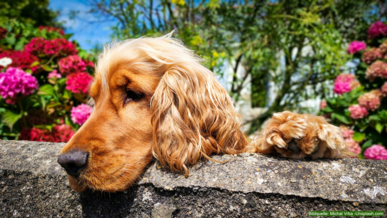 Tipps Giftige Pflanzen für Hunde: So machen Sie Ihren Garten sicher