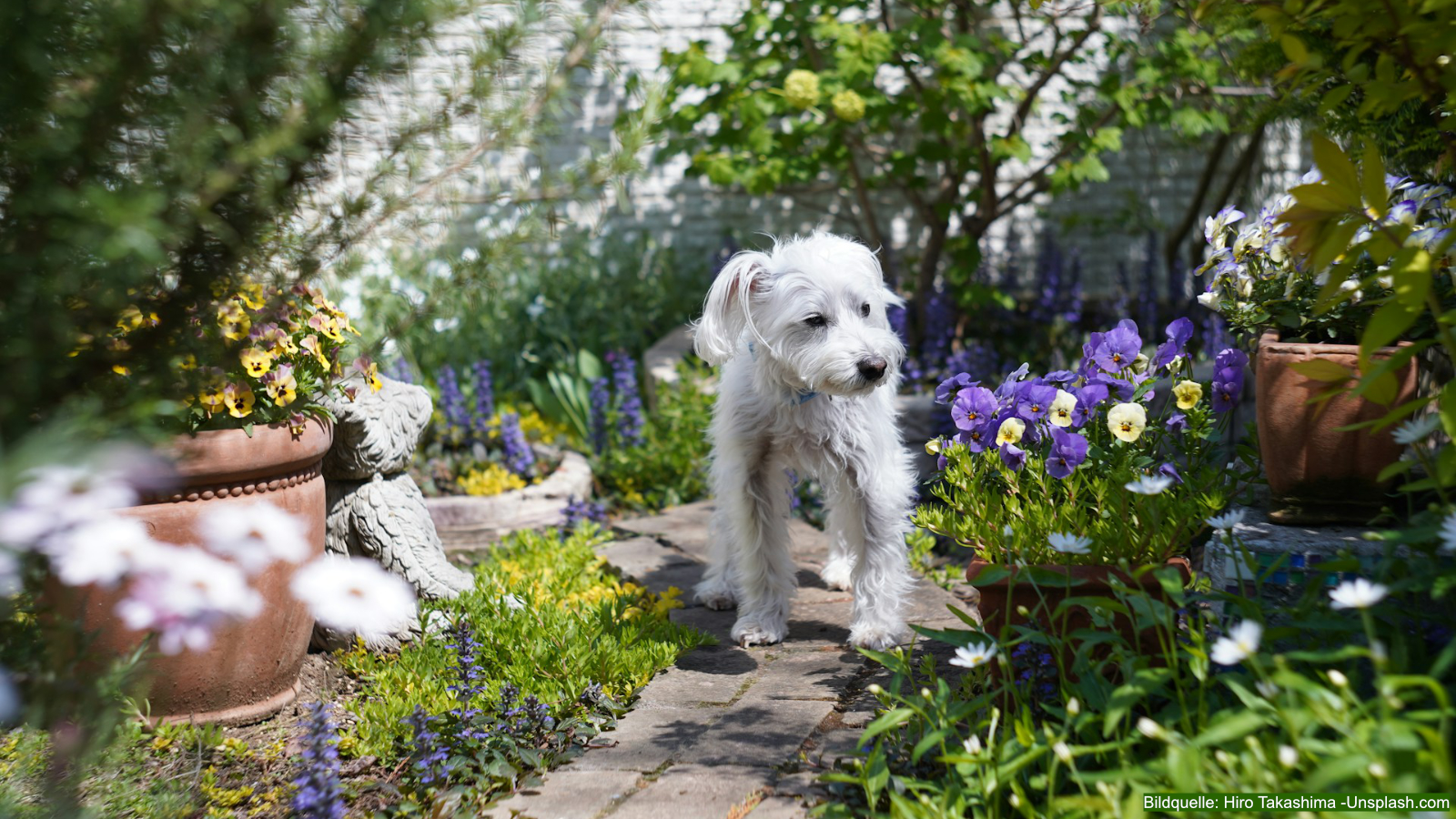 Tipps Giftige Pflanzen für Hunde im Garten
