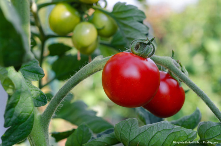 Tomaten selber anbauen im Garten